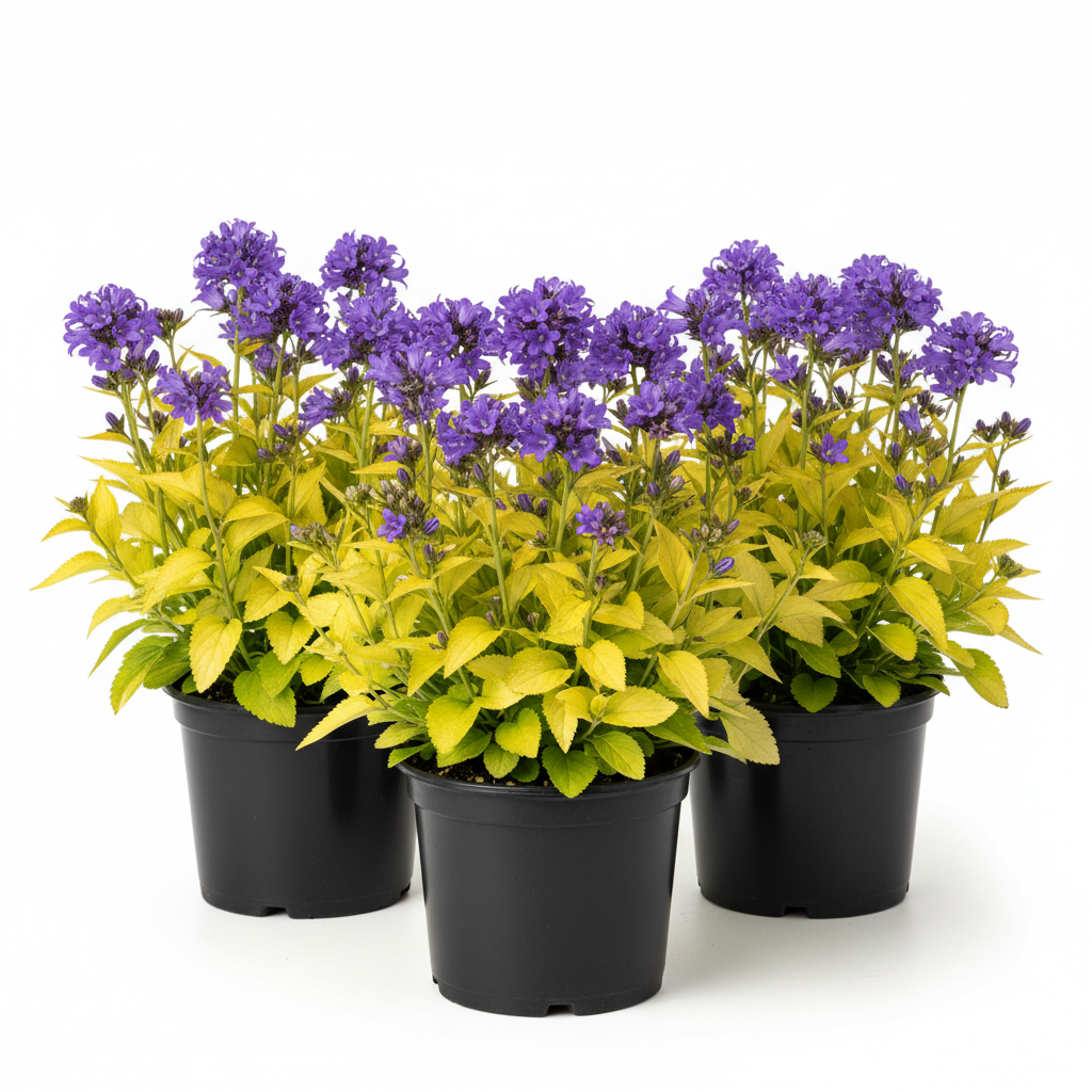 Campanula g. 'Dickson's Gold'