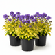 Campanula g. 'Dickson's Gold'