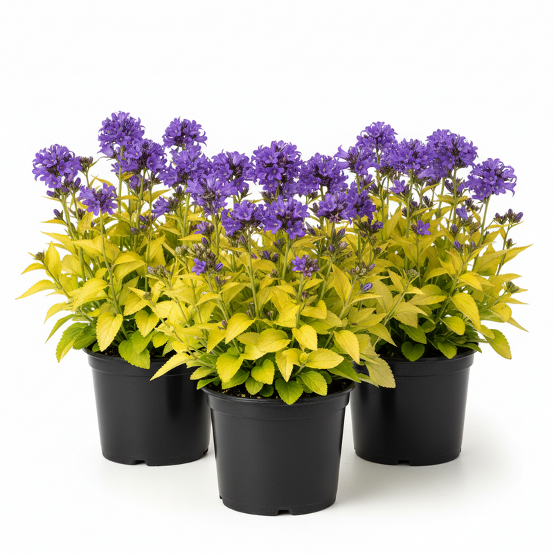 Campanula g. 'Dickson's Gold'