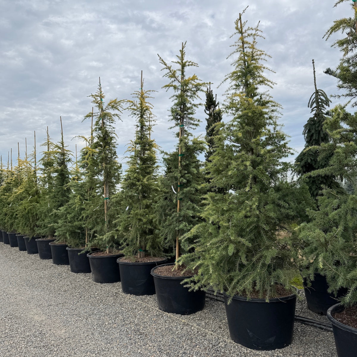 Cedrus d. 'Aurea Wells'