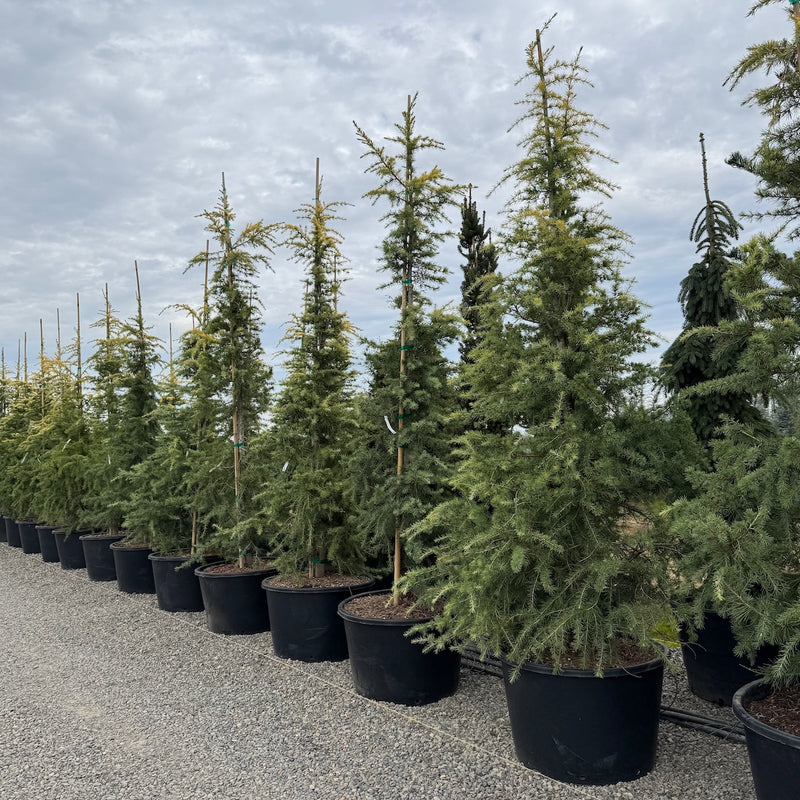 Cedrus d. 'Aurea Wells'