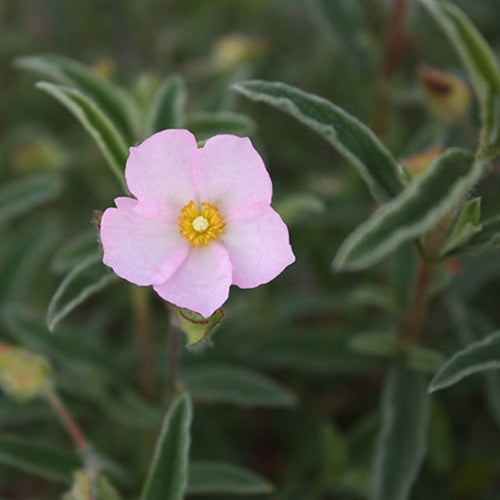 Cistus skanbergii (pink)