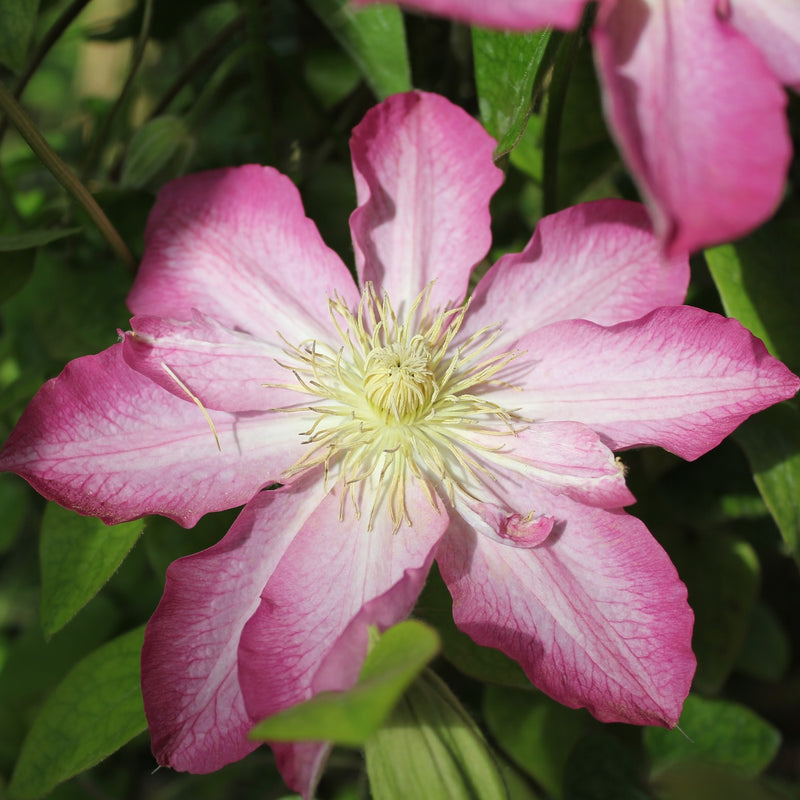 Clematis 'Asao' (pink)