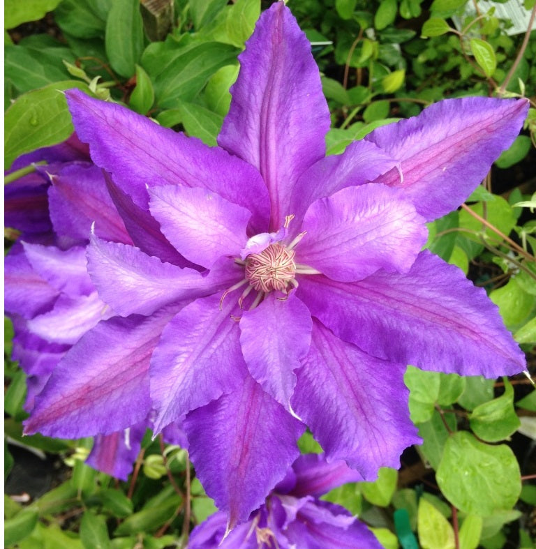 Clematis 'Countess of Lovelace' (Lavander)