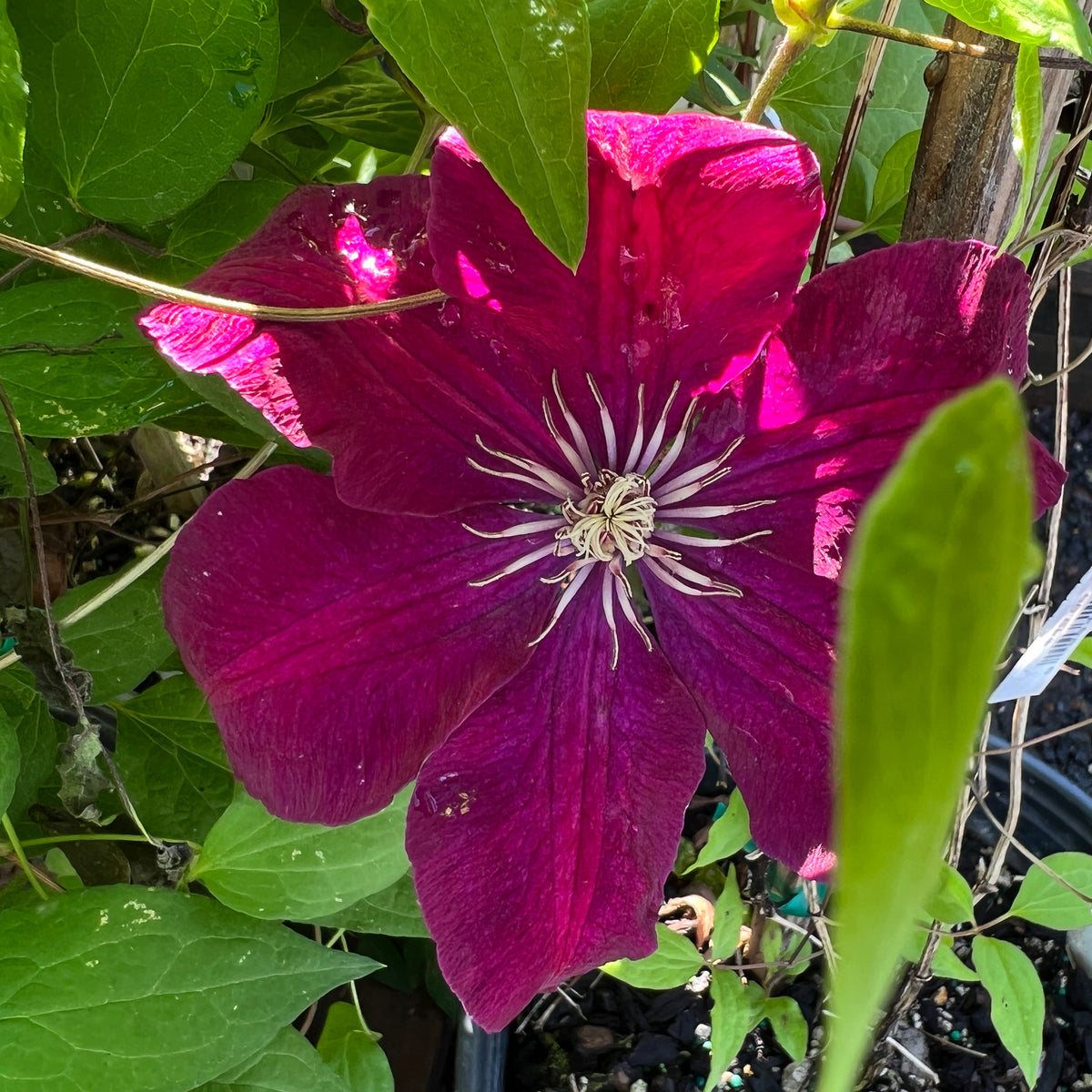 Clematis 'Rouge Cardinal' (red)