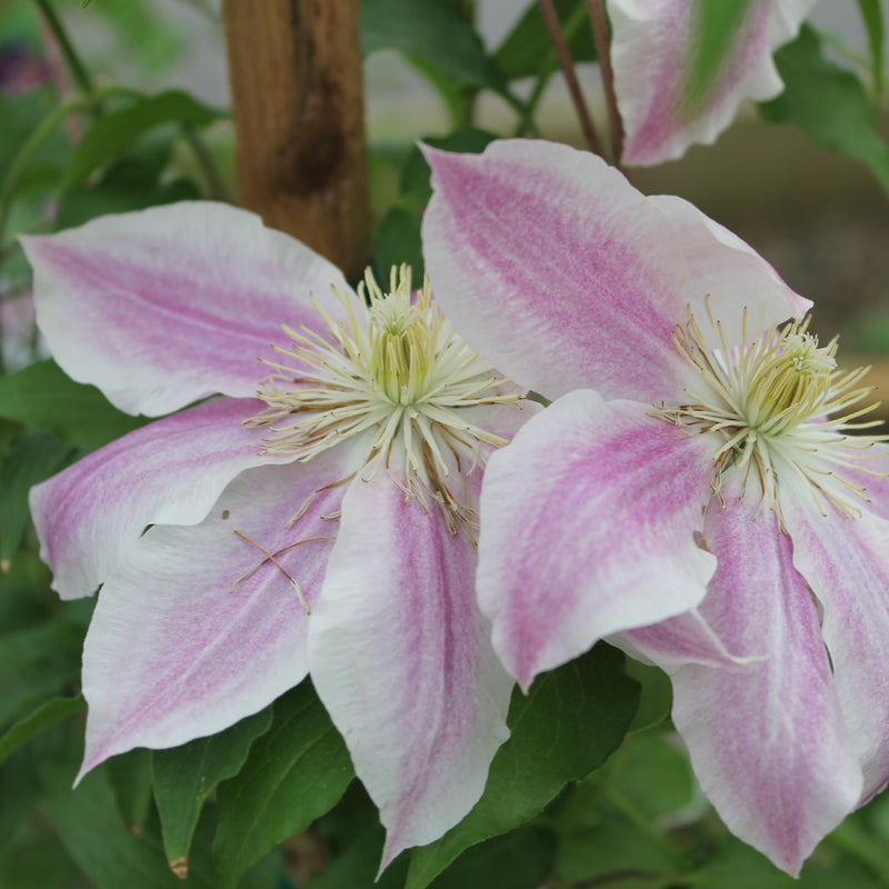 Clematis Vancouver™ 'Cotton Candy'' (white/pink)