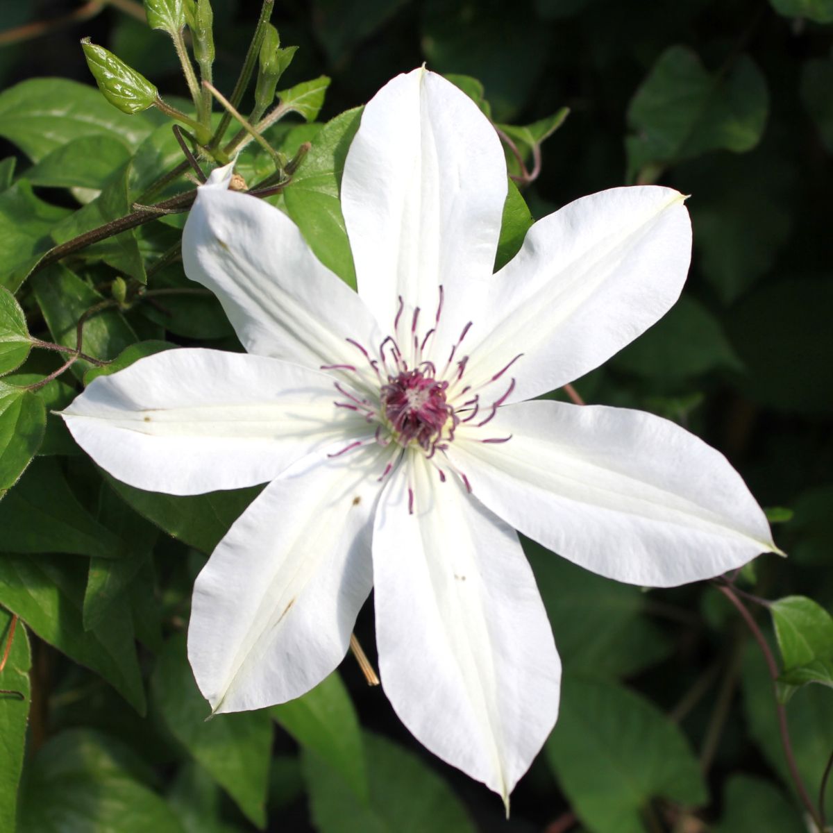 Clematis Vancouver™ 'Fragrant Star' (white)