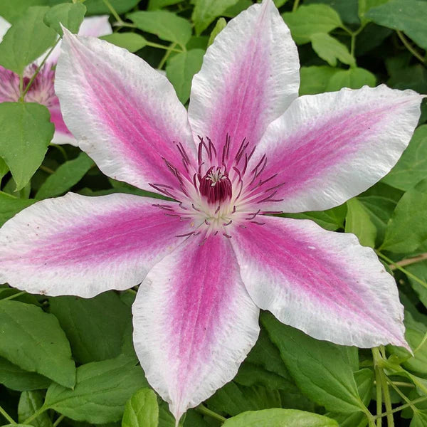 Clematis 'Carnaby' (pink)
