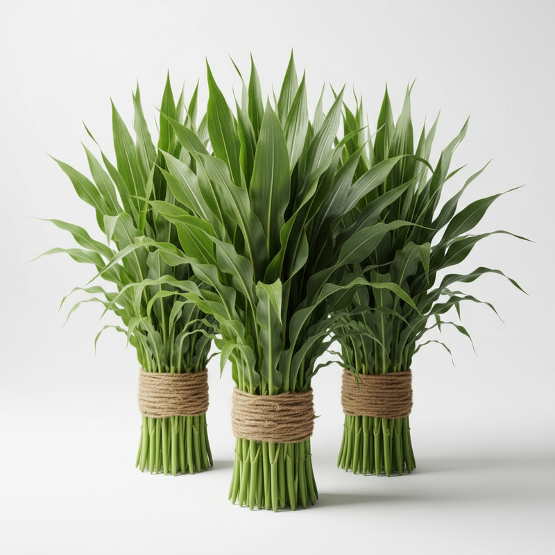 Corn Stock Bundle