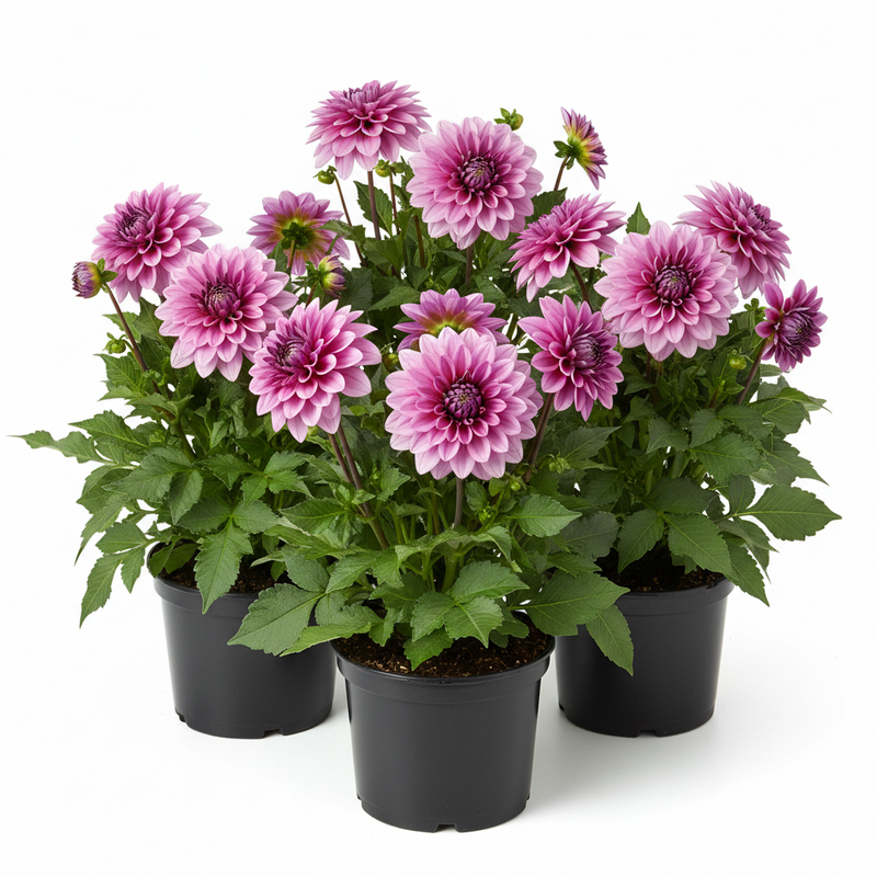 Dahlia 'Mystic Dreamer'