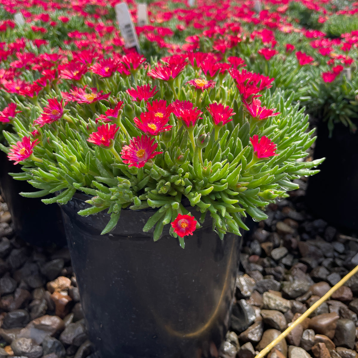Delosperma 'Jewel of Desert Garnet' PP23471