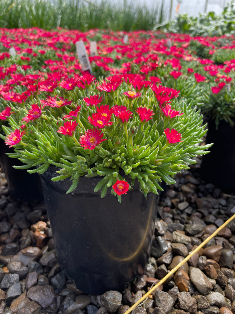 Delosperma 'Jewel of Desert Garnet' PP23471