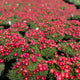 Delosperma Jewel of Desert Grenade PP27014