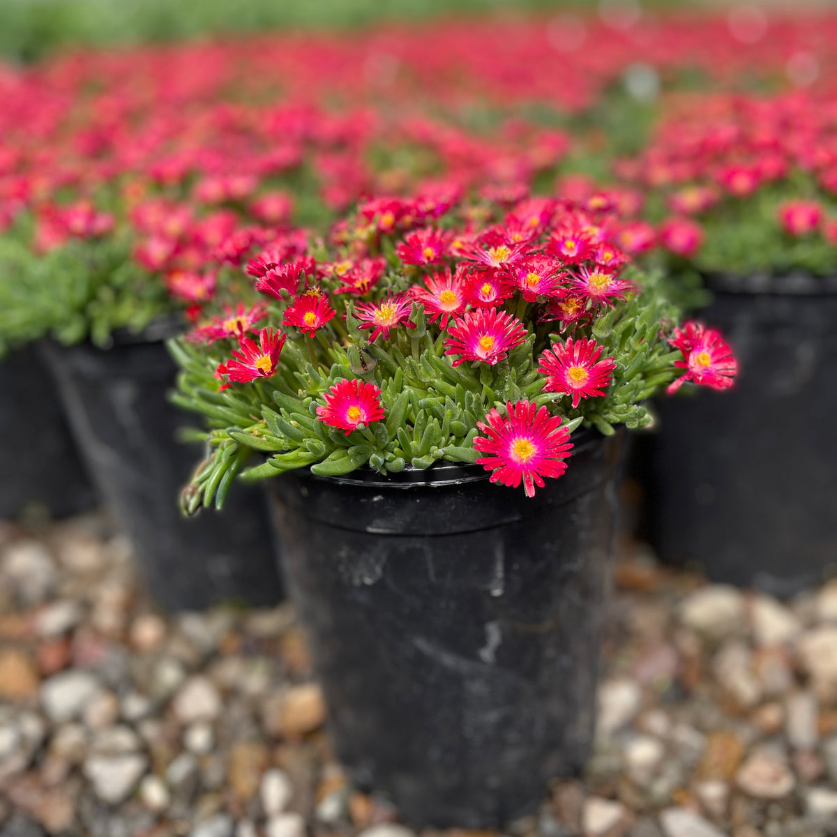 Delosperma Jewel of Desert Grenade PP27014