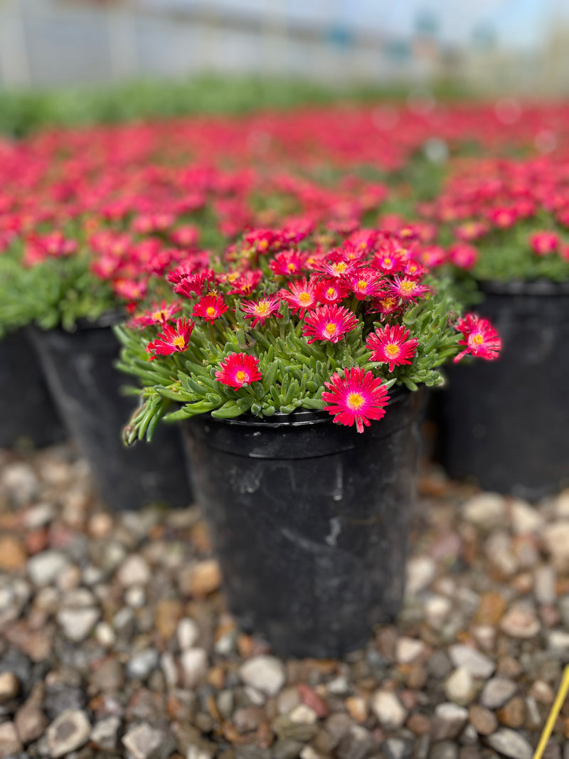 Delosperma Jewel of Desert Grenade PP27014