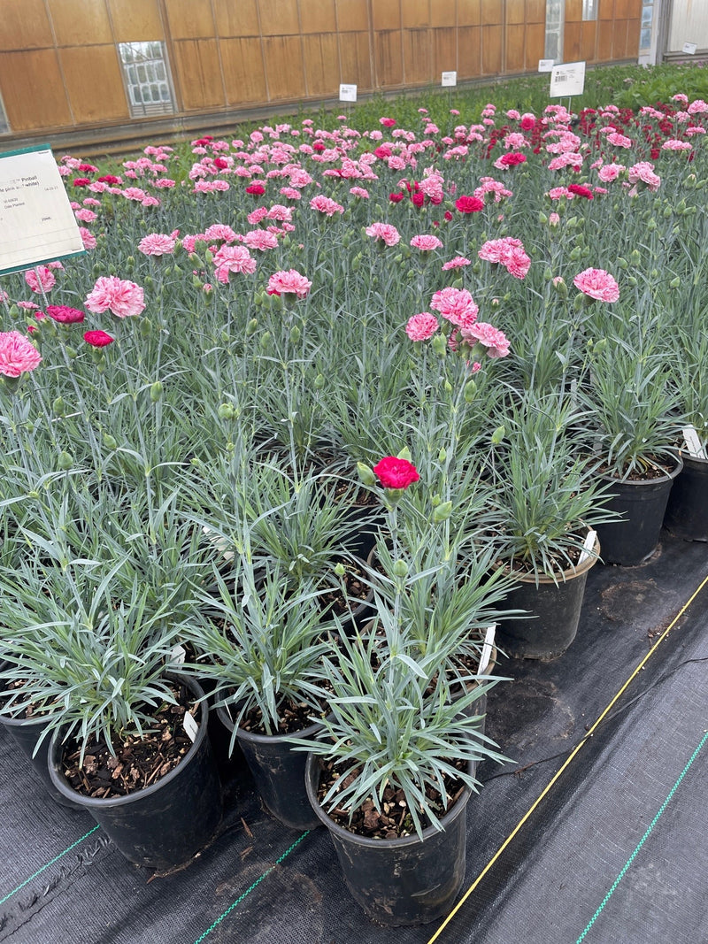 Dianthus DEVON COTTAGE™ Pinball Wizard PPAF (double pink and white)