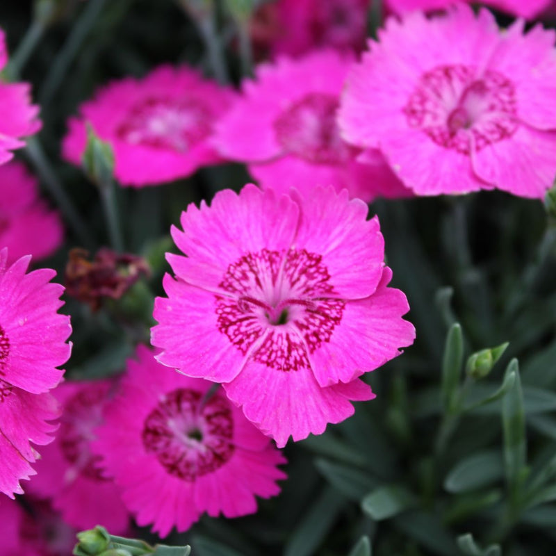 Dianthus 'STAR SINGLE™ Neon Star Improved' PP33462