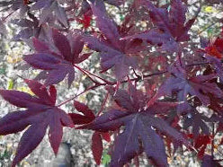 Acer palmatum 'Purple Ghost' (CG)
