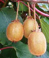 Actinidia chinensis 'Hayward' (Female)