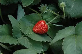 Berry, Strawberry 'Fort Laramie'