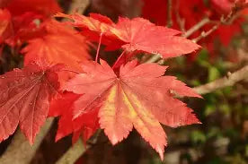 Acer japonicum 'Vitifolium' (BBP)