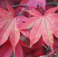 Acer palmatum 'Osakazuki' (CG)