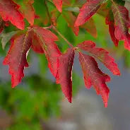 Acer griseum