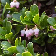 Arctostaphylos u-u. 'Vancouver Jade'