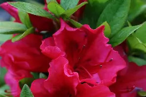 Azalea 'Vuyk's Scarlet' (red)