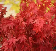 Acer palmatum 'Tobiosho'
