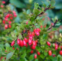 Berberis thunbergii 'Kobold'