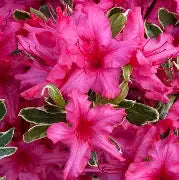 Azalea 'Silver Flame' (variegated)