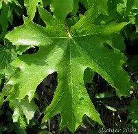 Acer macrophyllum