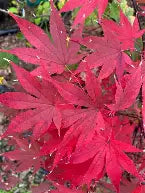 Acer palmatum 'Emperor I' (CG)