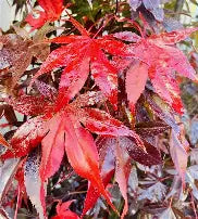 Acer palmatum 'Bloodgood' (CG)