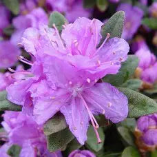 Rhod. 'Purple Gem' (purple)- H-1
