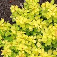 Berberis thunbergii 'Bonanza Gold'