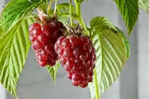 Berry, Raspberry 'Tulameen'