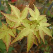 Acer palmatum 'Aureum' (CG)