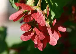Acer tartaricum 'Hot Wings'® PP15023 (Shrub Form)