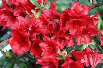 Rhod. 'Ruby Hart' (dark red)- H-3