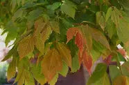 Acer negundo 'Sensation' (CG)