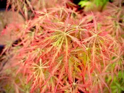 Acer palmatum 'Prince Charming' (CG)