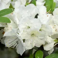 Azalea 'Girard's Pleasant White' (white)