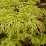Acer pd. 'Emerald Lace' (CG)