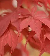 Acer palmatum 'Baby Ghost' (CG)