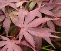 Acer palmatum 'Atropurpureum' (CG)