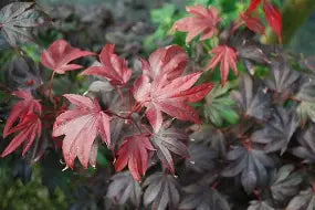 Acer palmatum 'Adrian's Compact' (DWARF) (CG)