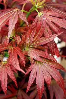 Acer palmatum 'Aratama' (DWARF) (CG)