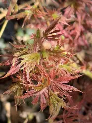 Acer palmatum 'Jerre Schwartz' (CG)